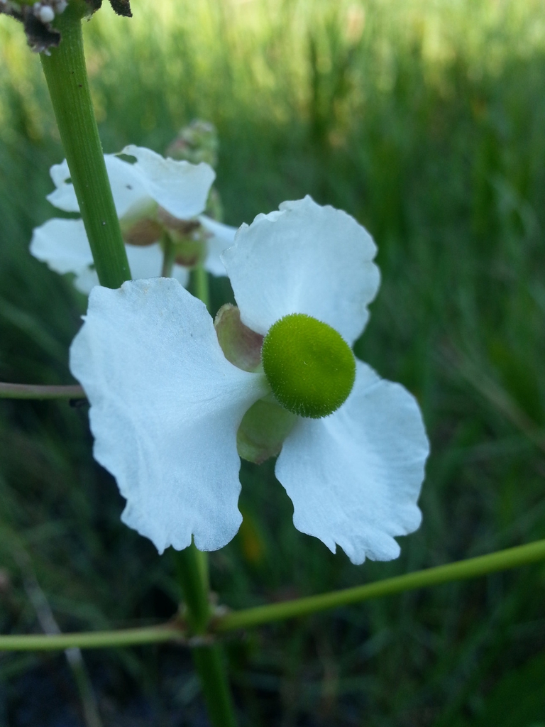 Female flower