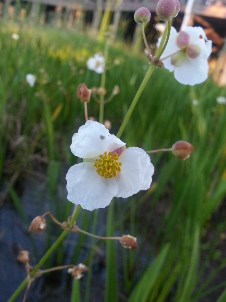 Male flowers