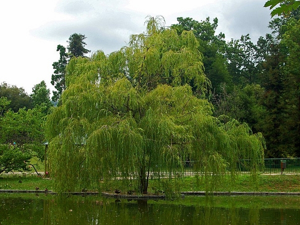 Salix babylonica