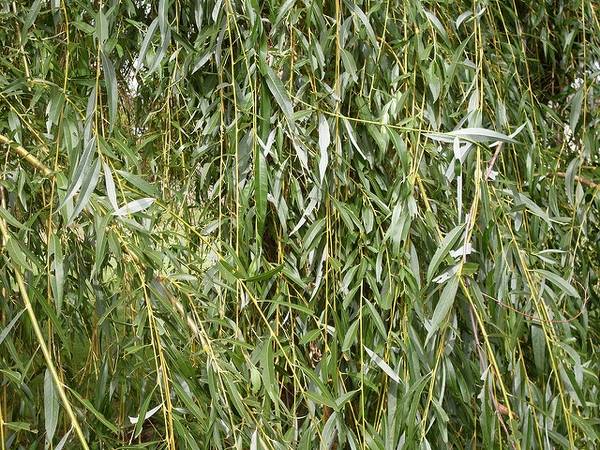 Salix babylonica