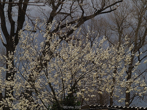 Salix caprea