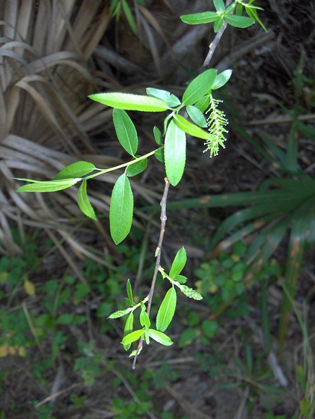 Salix caroliniana