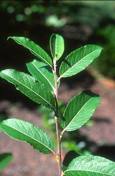 Salix chaenomeloides