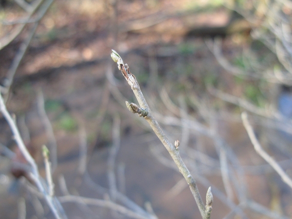 Salix nigra