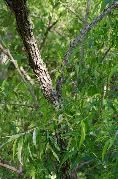 Salix nigra