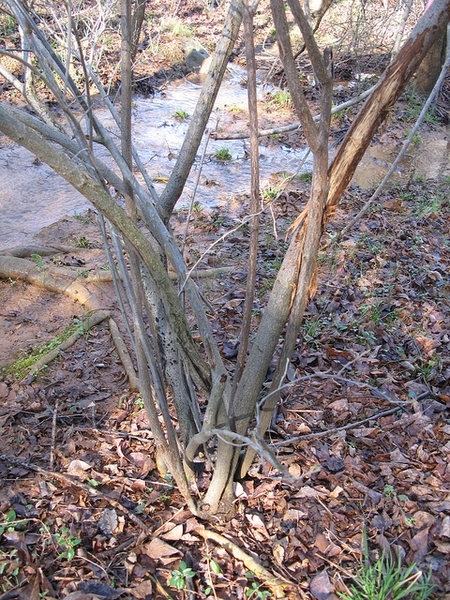 Salix nigra