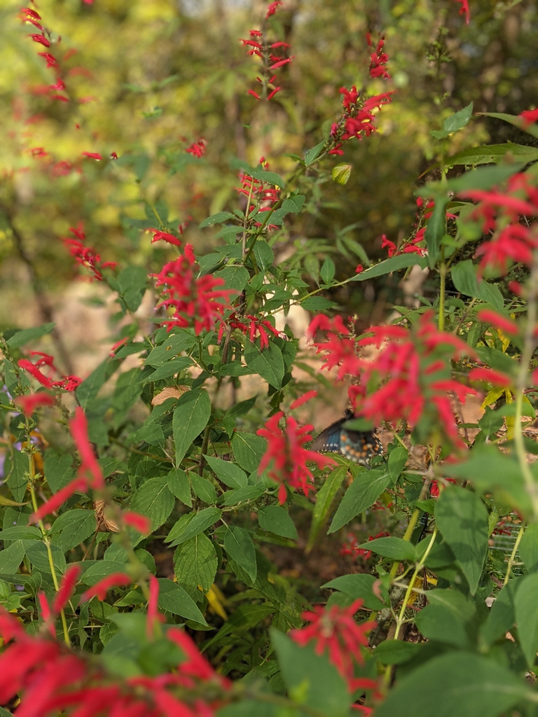 Spike of red, 2-lipped flowers visited by a butterfly