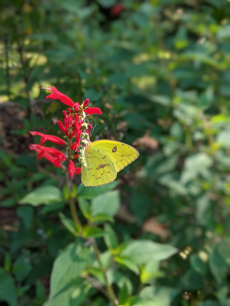 Spike of red, 2-lipped flowers visited by a yellow butterfly