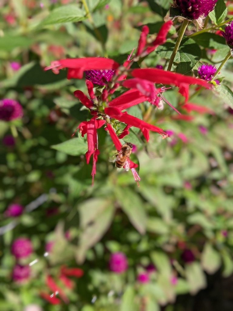 Spike of red, 2-lipped flowers visited by a honeybee.