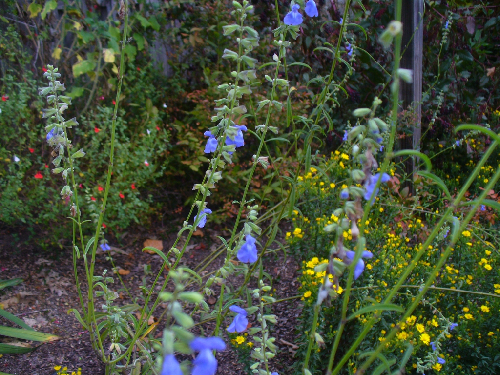 Sparsely branched subshrub with pale blue flowers.