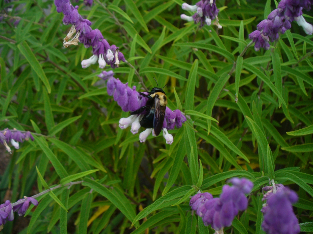 Spike of purple fuzzy calyces & white fuzzy flowers. With bee.