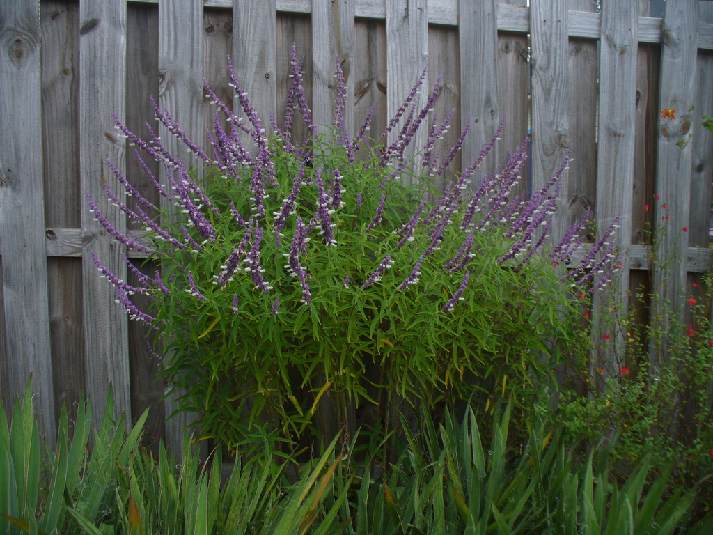 Shrub; erect spikes of purple calyces & white tubular flowers.