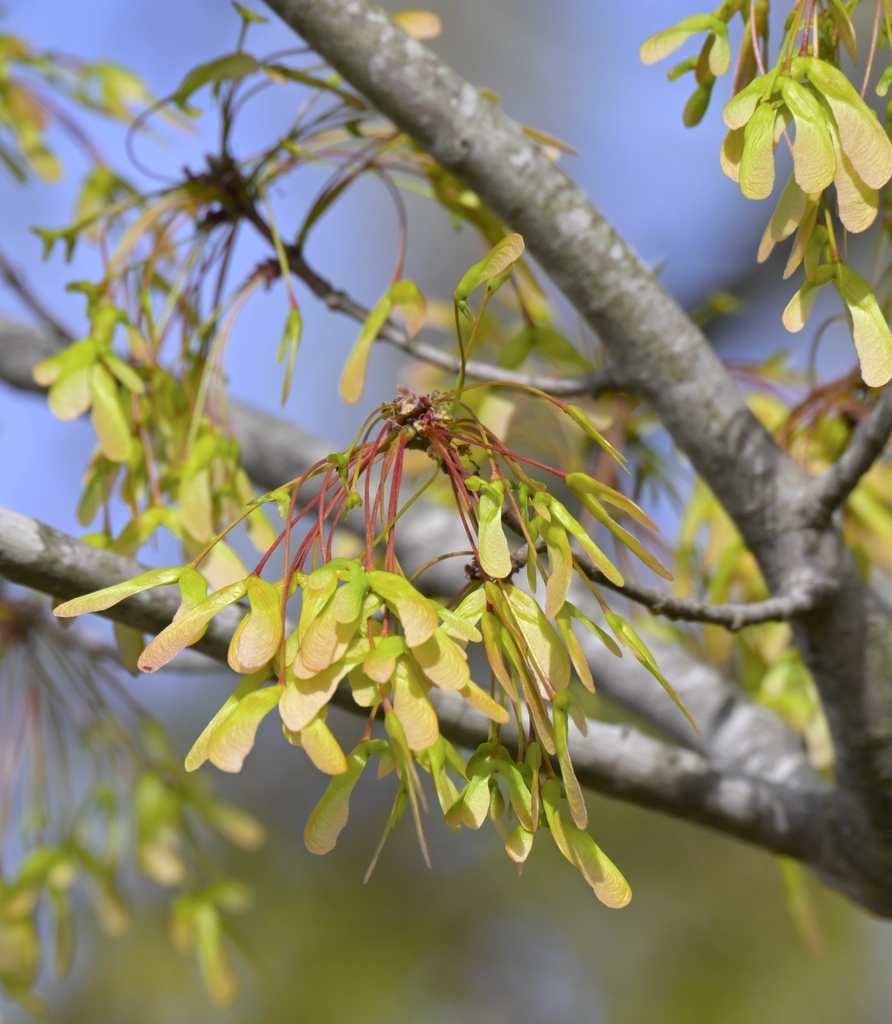 Samaras are paired, winged seeds that appear in early spring