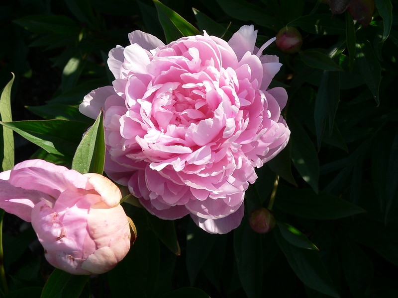 Fully double pink flowers