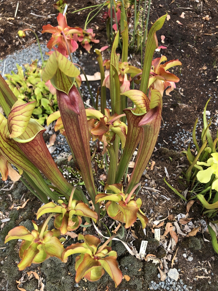 Erect red & green pitchers & down-facing flowers.
