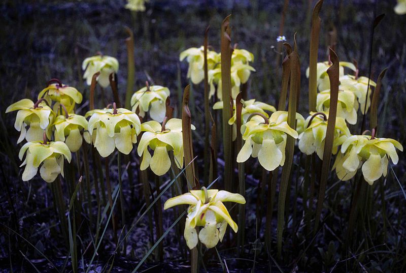 Sarracenia alata