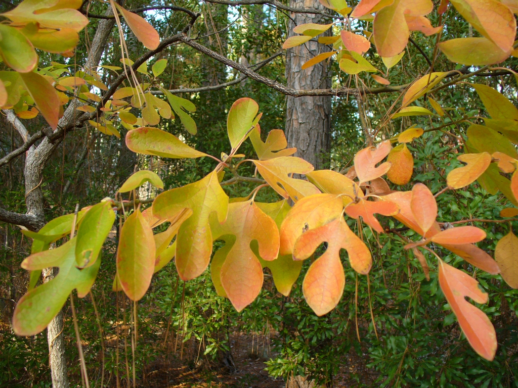 Fall leaves in Moore County. Shows 3 shapes of leaves