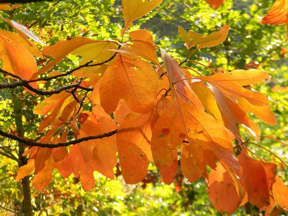 Varying Leaf Shapes - Fall - Buncombe Co., NC