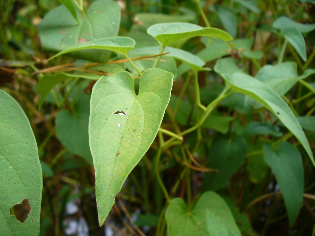 Saururus cernuus in the fall in Moore County