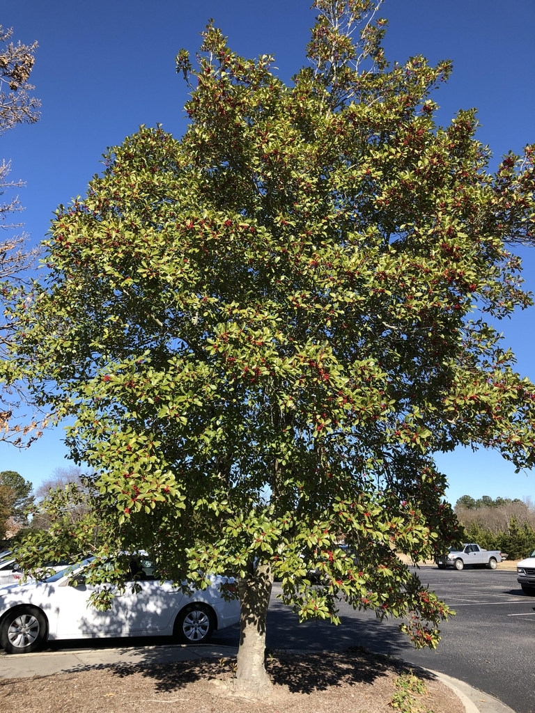 Tree with semi-open crown and green leaves.