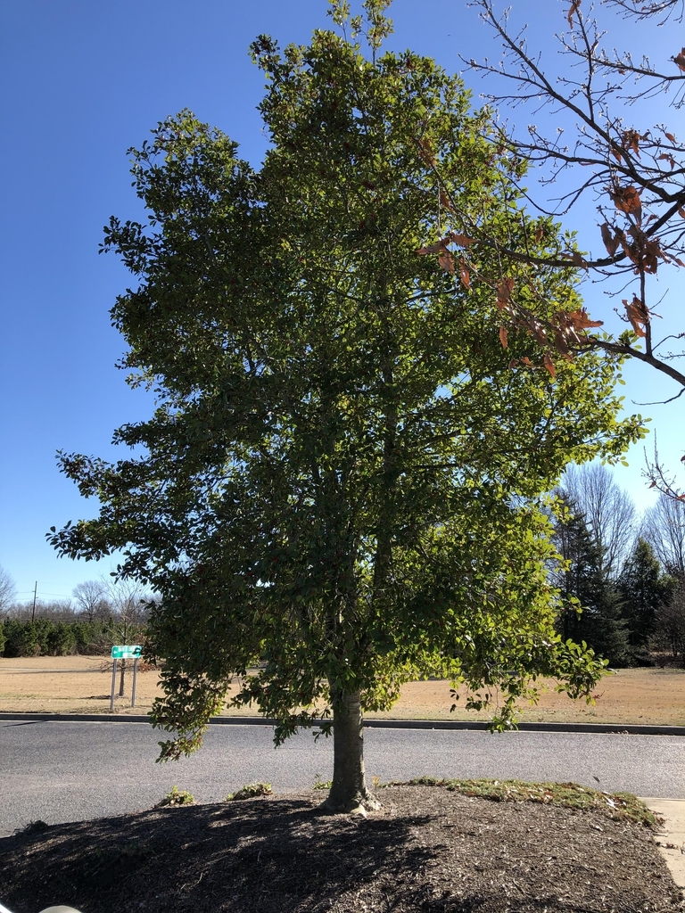 Tree with semi-open crown and green leaves.