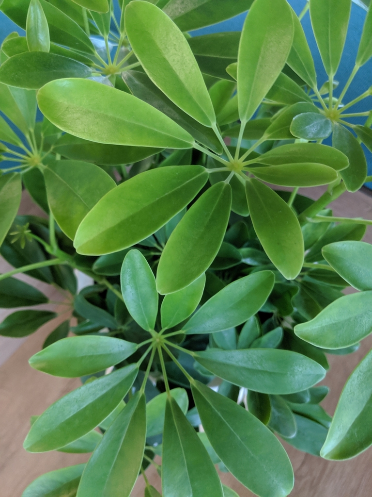Dark green palmately compound leaves.
