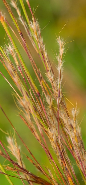 Schizachyrium scoparius