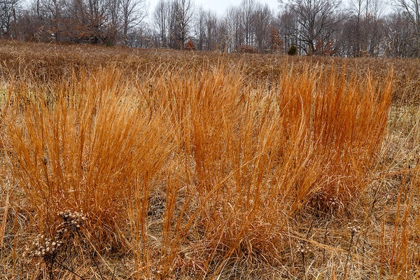 Schizachyrium scoparius