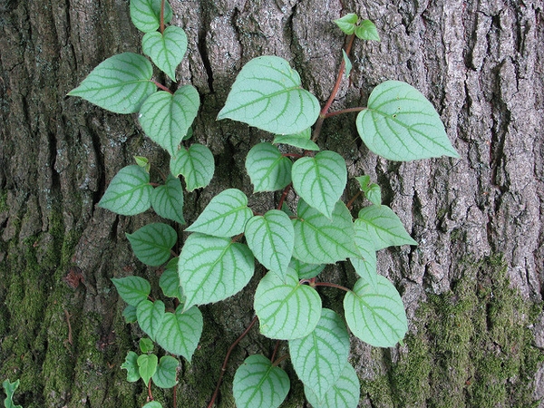 Schizophragma hydrangeoides
