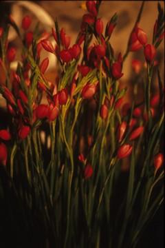 Schizostylis
