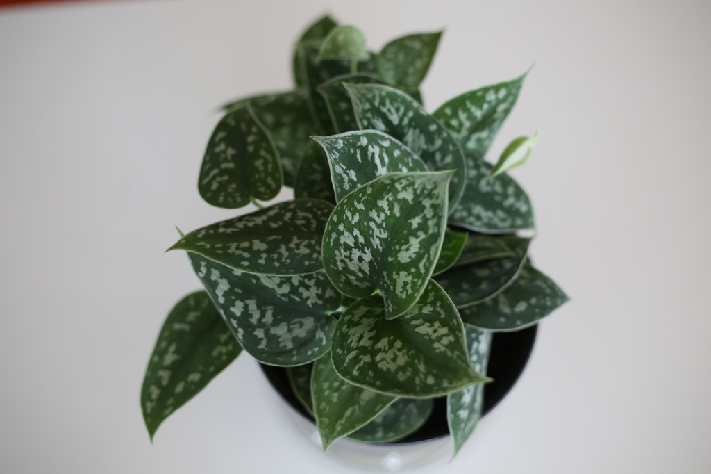 whole plant, Cabarrus County, NC