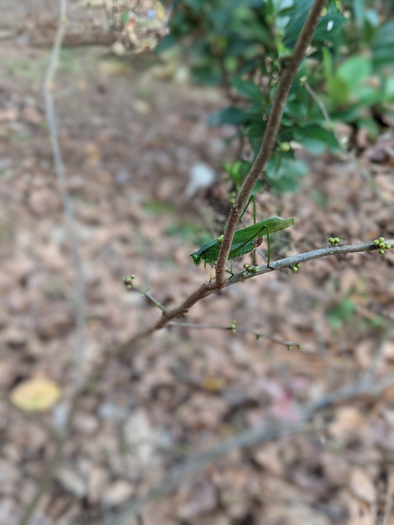 Form