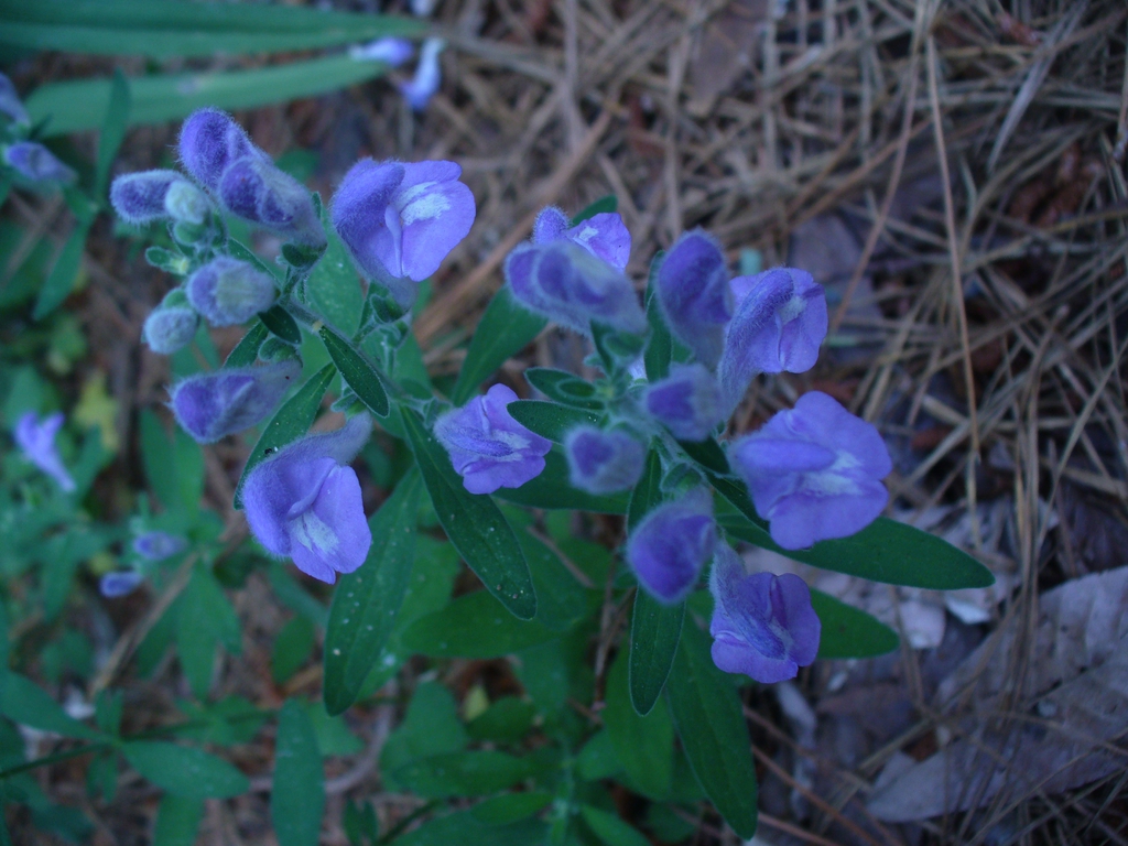 Flowers in spring in Moore County