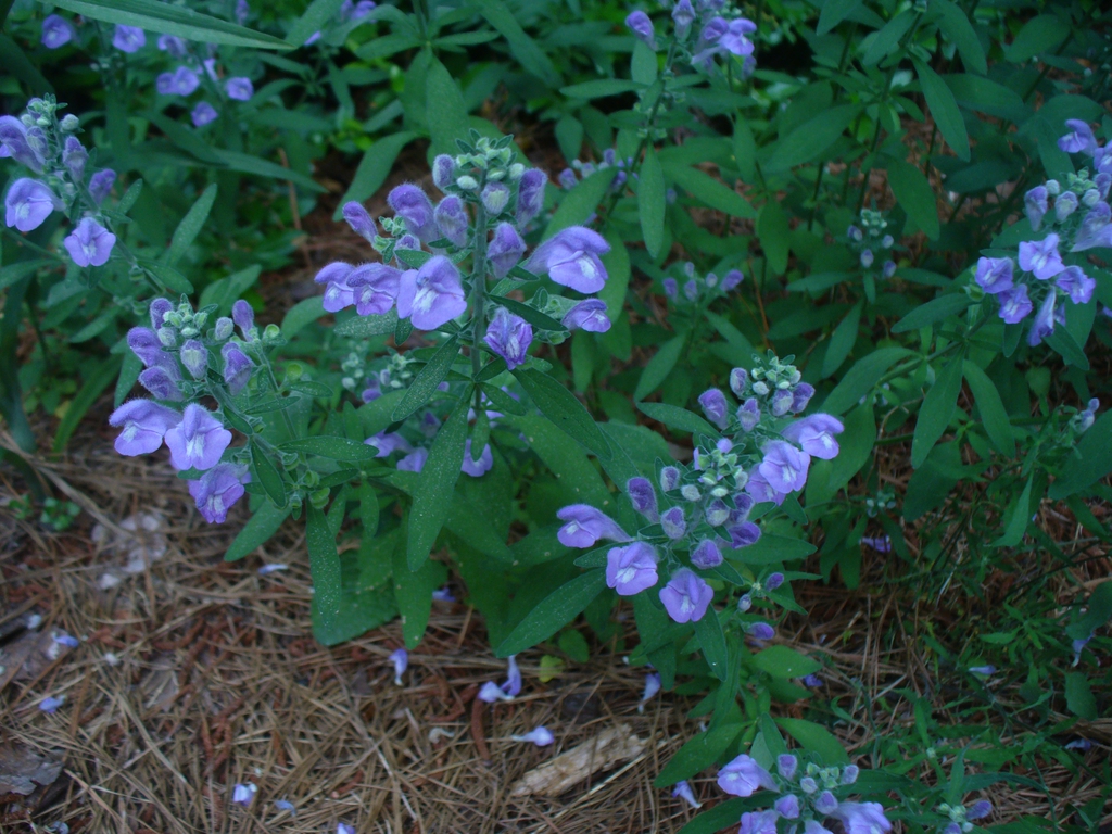 Flowers and form in spring in Moore County