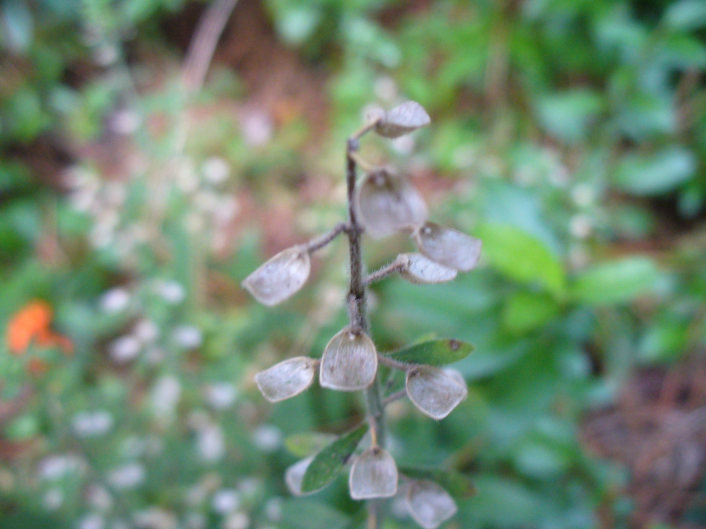 Seeds in summer in Moore County