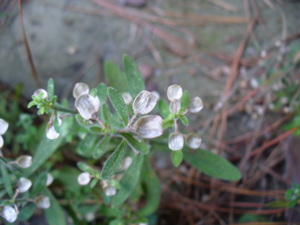 Seeds, flowers, and leaves in the summer in Moore County