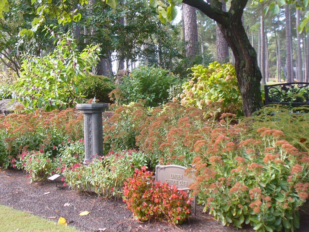 Callicarpa americana in the fall in Moore County