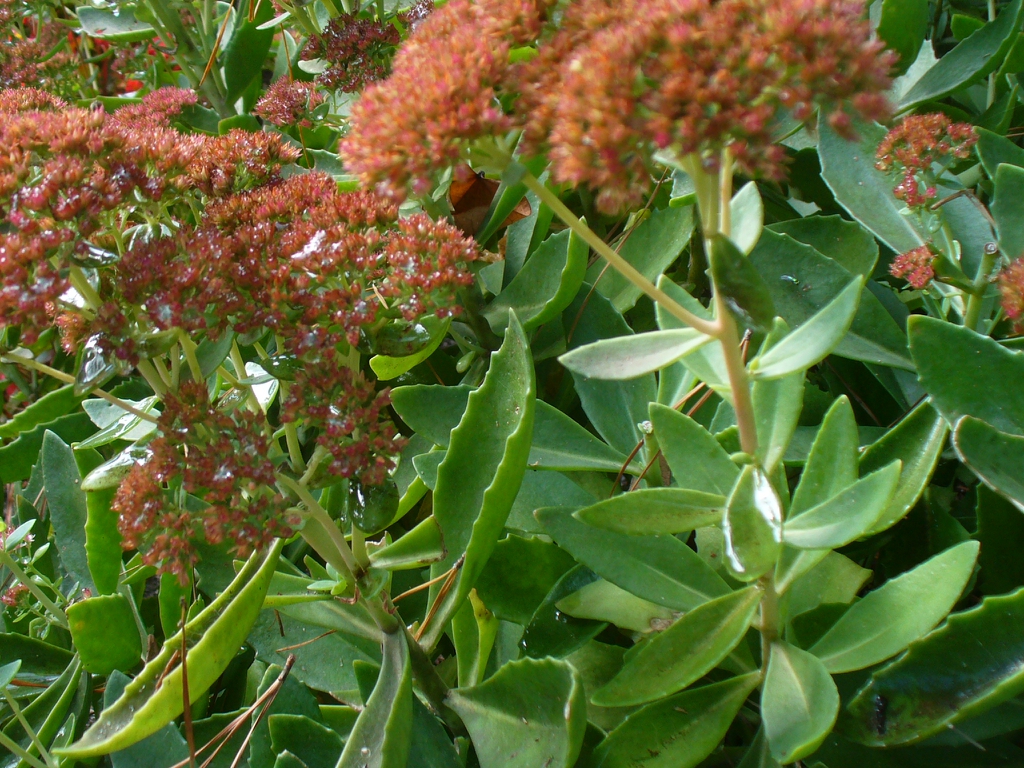 Sedum spectabile 'Autumn Joy' in the fall in Moore County