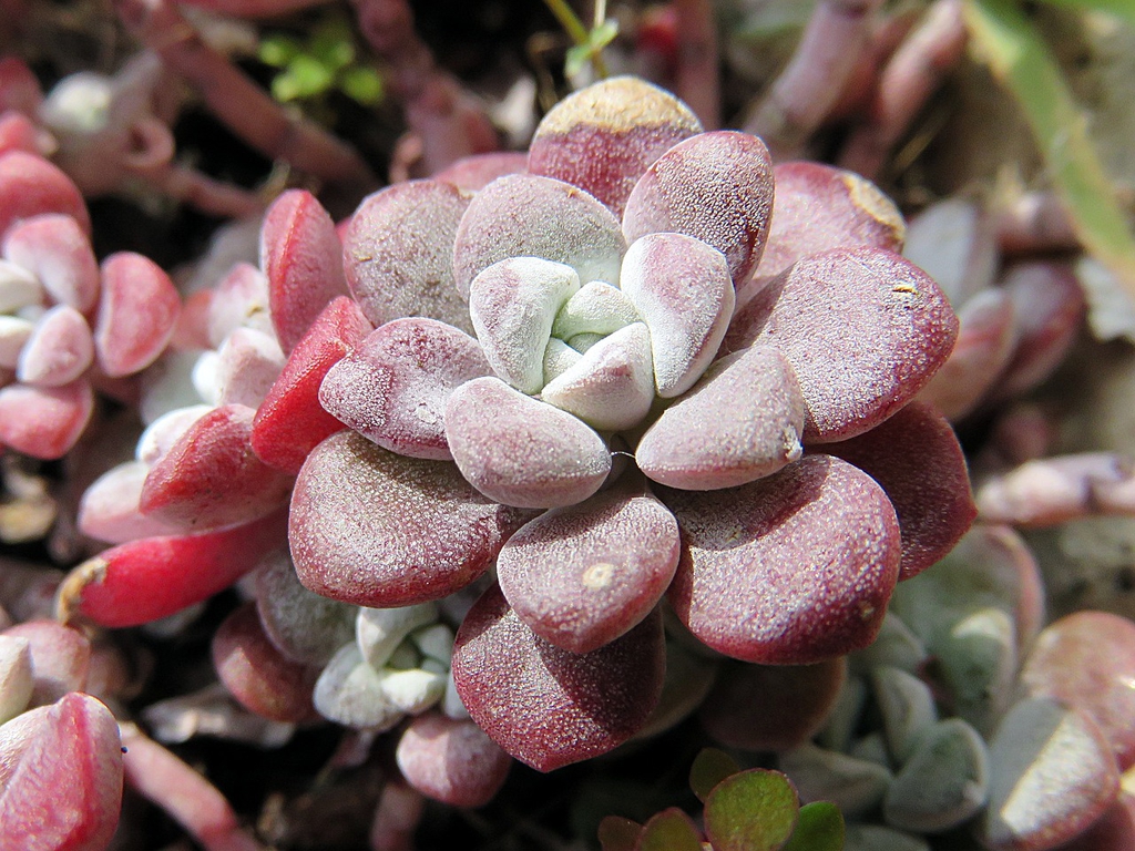 Leaves