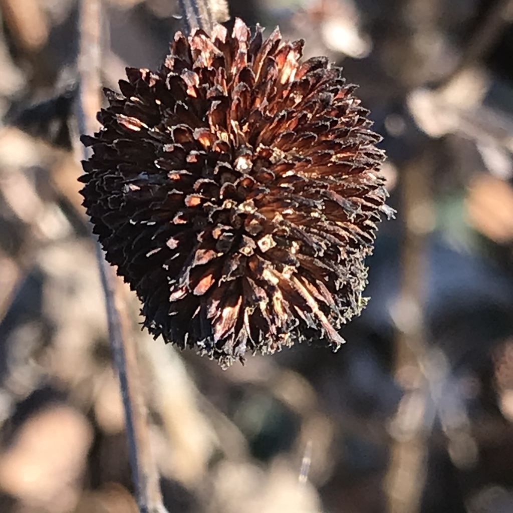 Seedhead