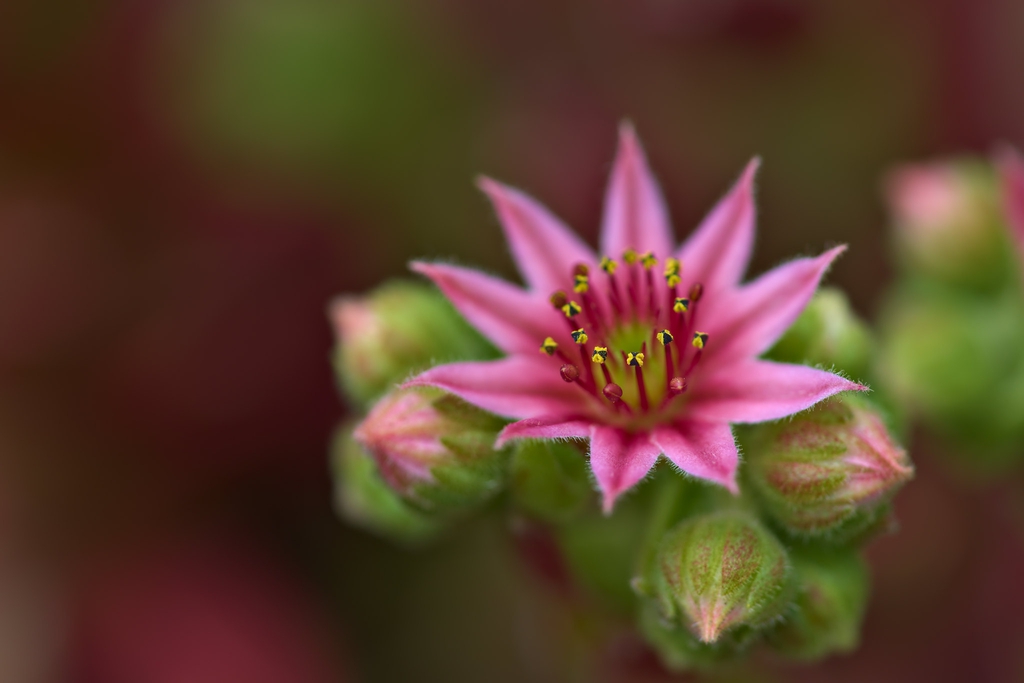 Sempervivum