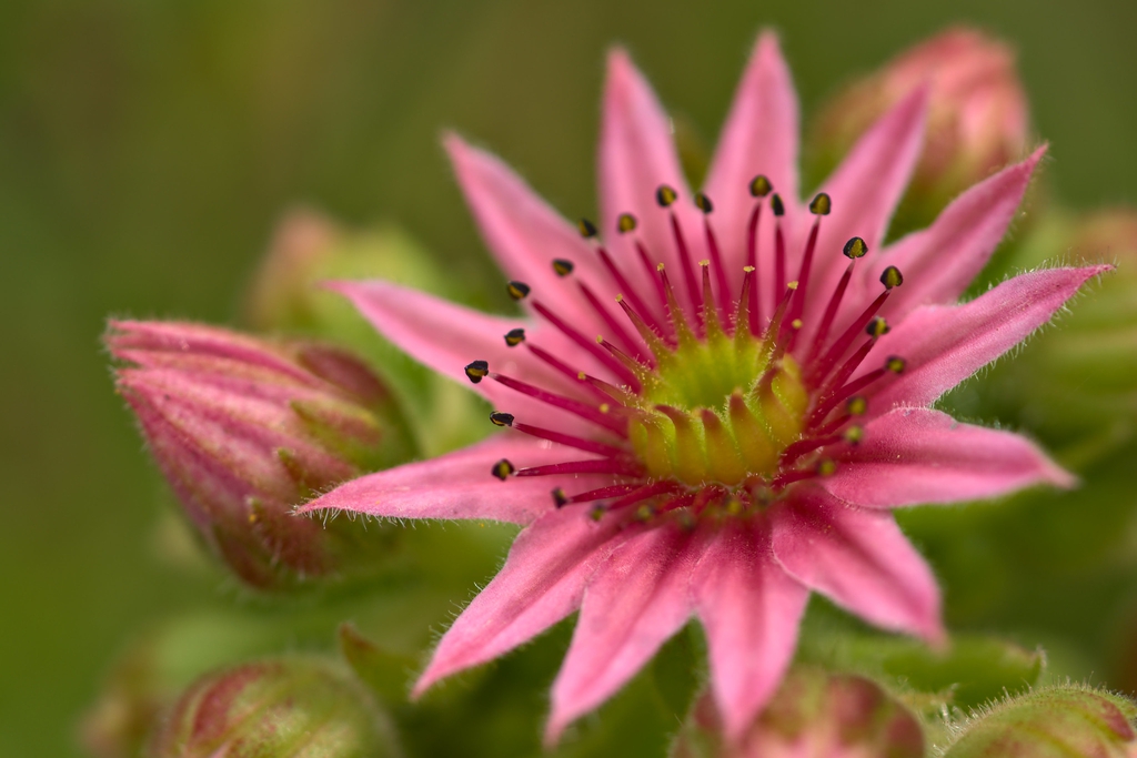 Sempervivum