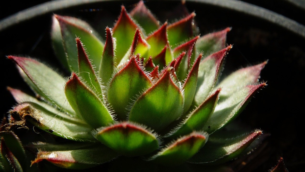 Form