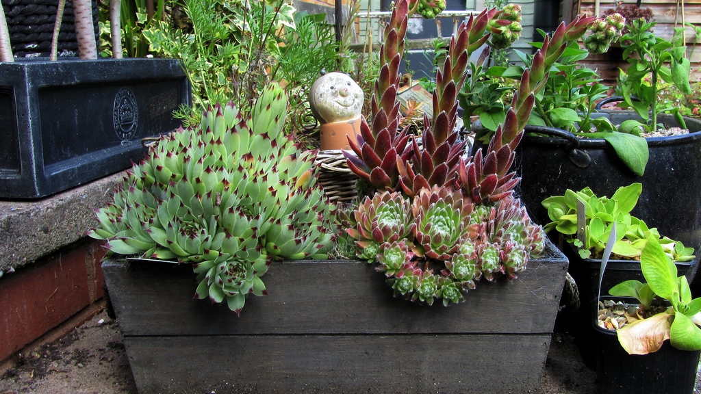 Sempervivum