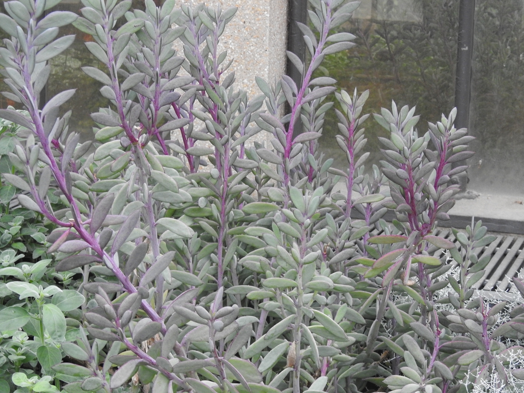 Senecio crassissimus form