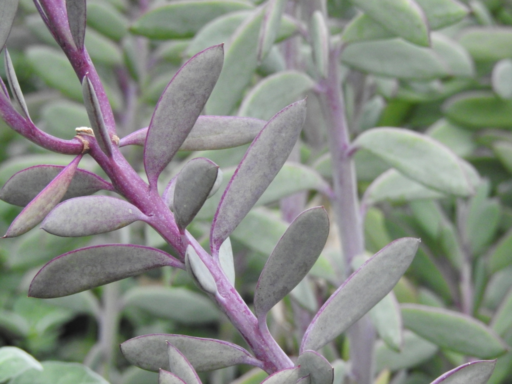 Senecio crassissimus leaves