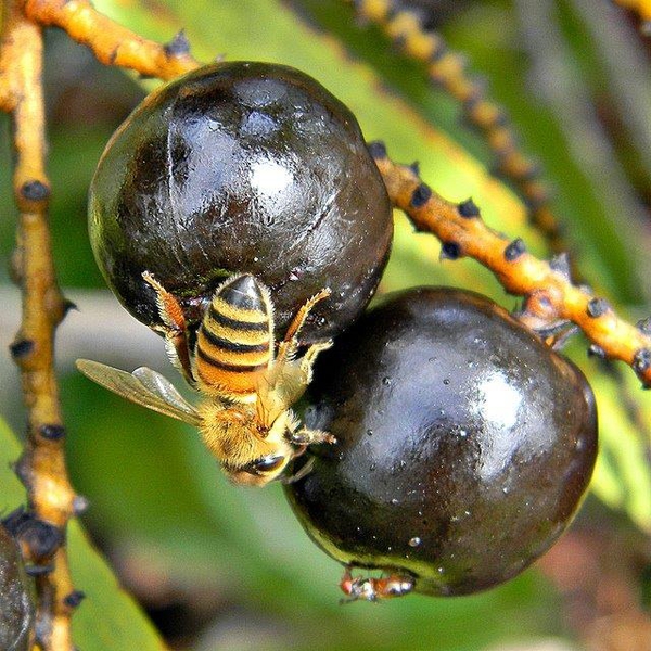 Mature drupes