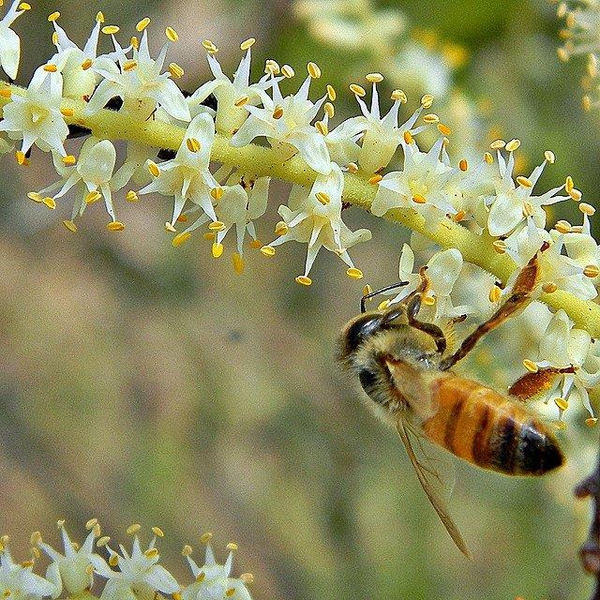 Serenoa repens