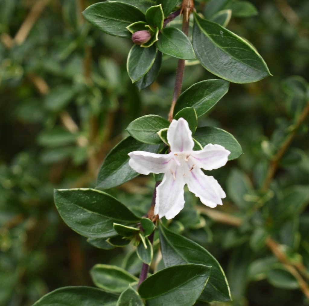 Serissa japonica