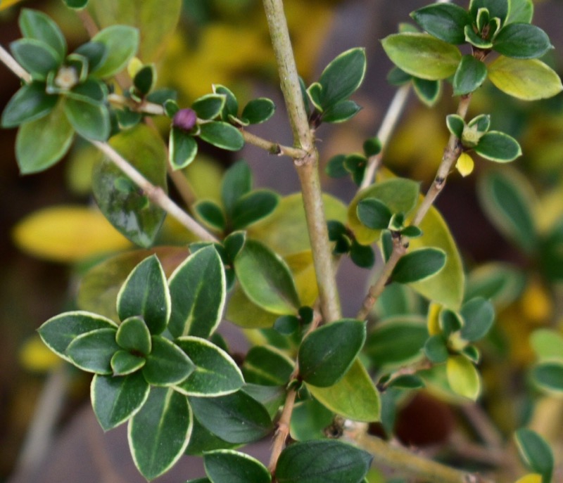 Serissa japonica
